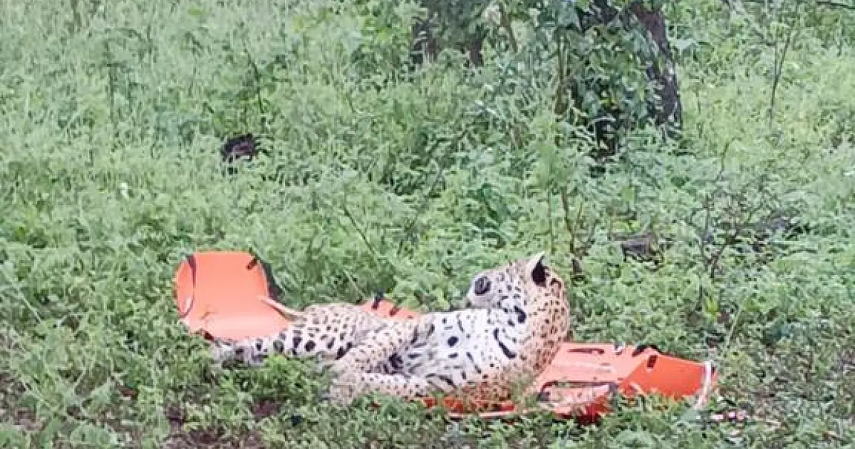 Mãe onça é capturada e devolvida à natureza