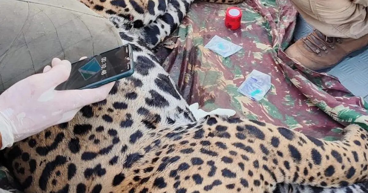 Segunda onça resgatada no Pantanal tem queimaduras nas patas e comprometimento pulmonar