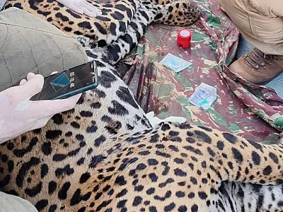 Segunda onça resgatada no Pantanal tem queimaduras nas patas e comprometimento pulmonar