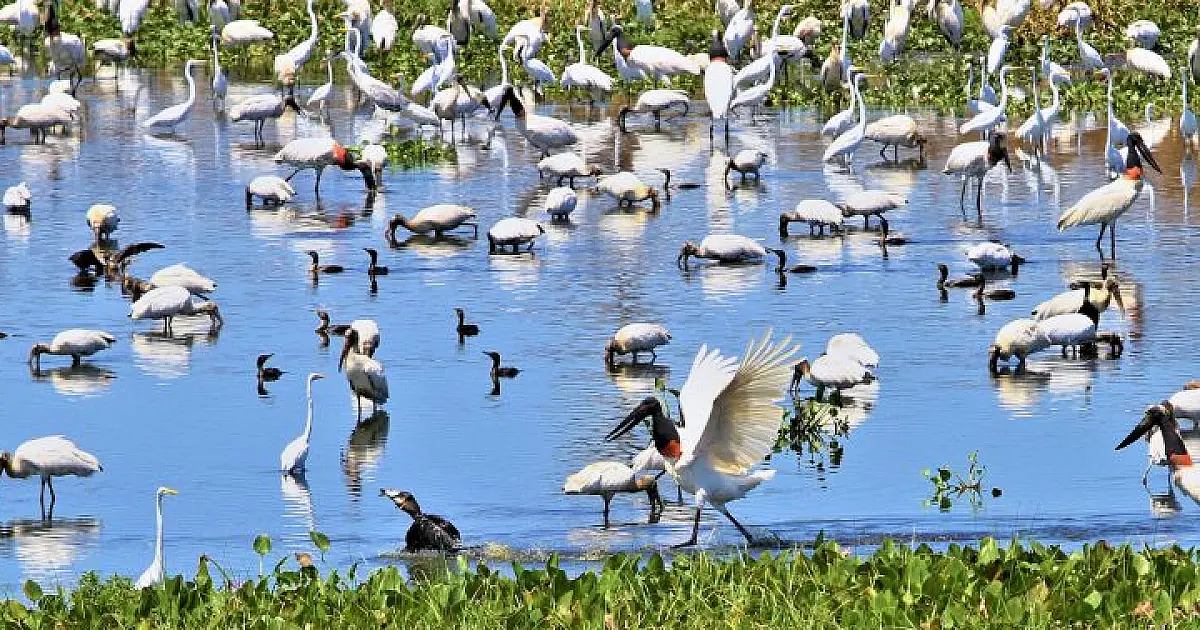 Criada comissão para debater desenvolvimento sustentável do Pantanal