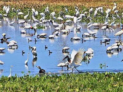 Criada comissão para debater desenvolvimento sustentável do Pantanal