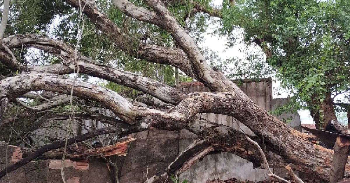 Chuva causa quedas de árvores em Ladário