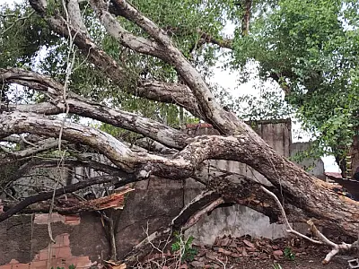 Chuva causa quedas de árvores em Ladário