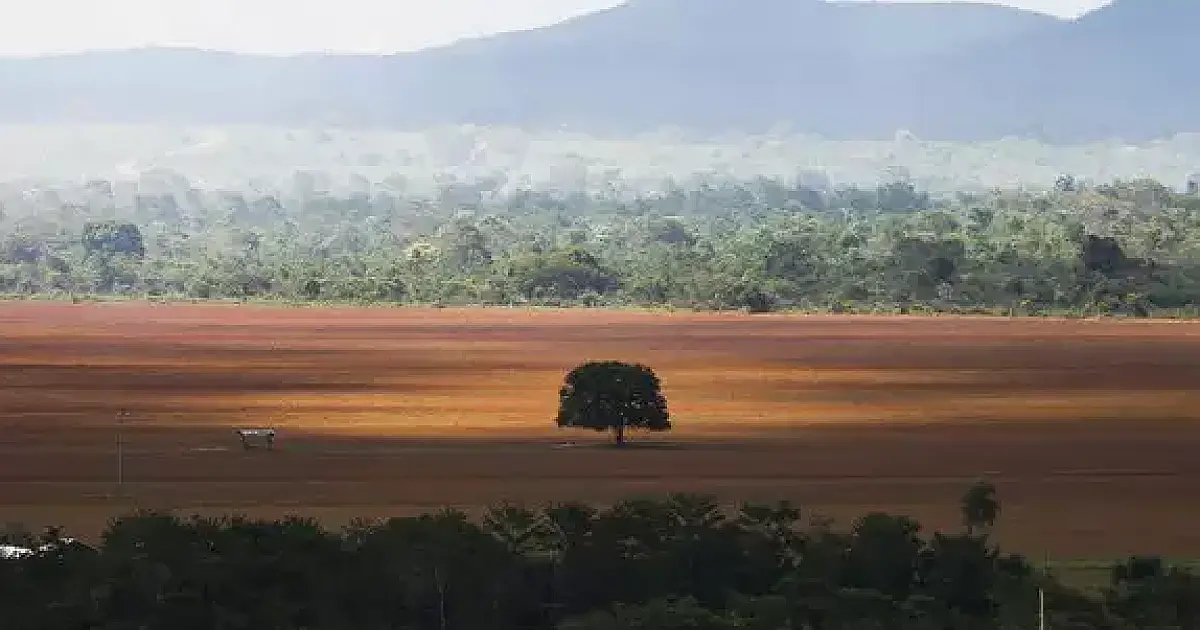 Alertas de desmatamento no Cerrado sobem 149% em setembro e atingem recorde