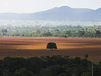 Alertas de desmatamento no Cerrado sobem 149% em setembro e atingem recorde