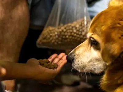 Pets terão identidade a partir de 2025