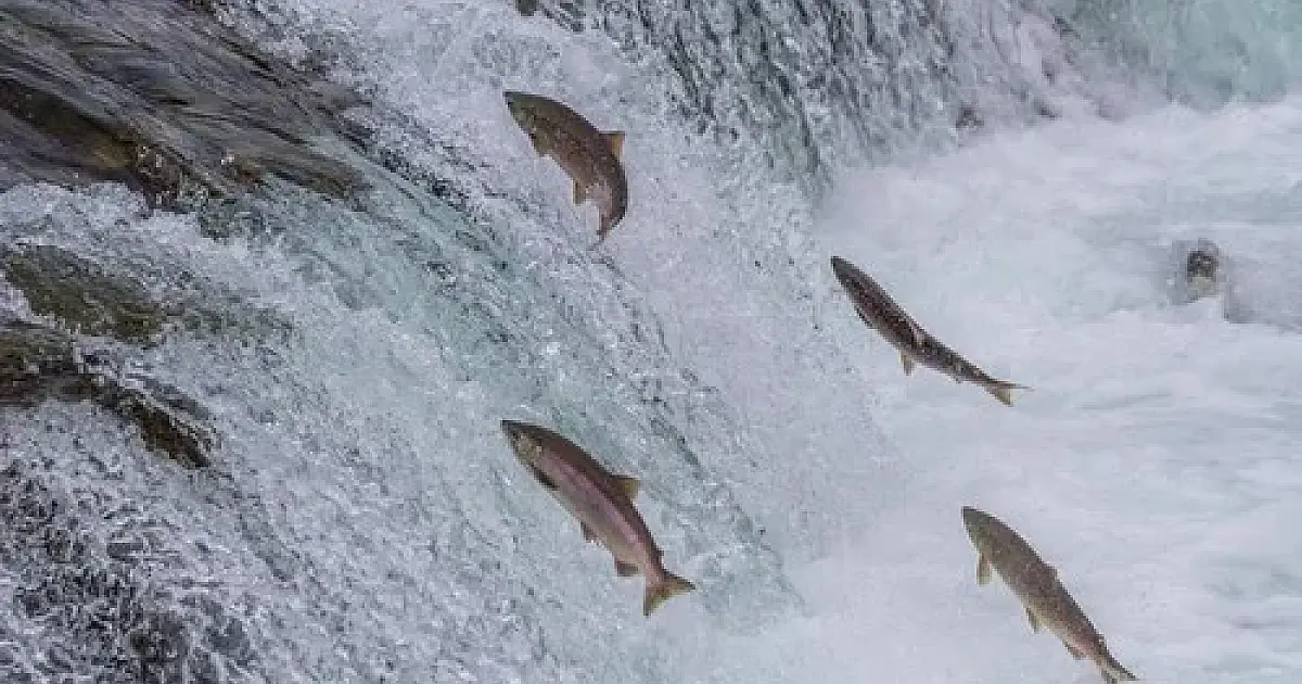 Piracema: pesca fica proibida nos rios de Mato Grosso do Sul até 28 de fevereiro