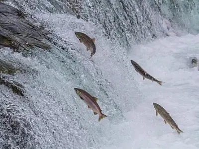 Piracema: pesca fica proibida nos rios de Mato Grosso do Sul até 28 de fevereiro