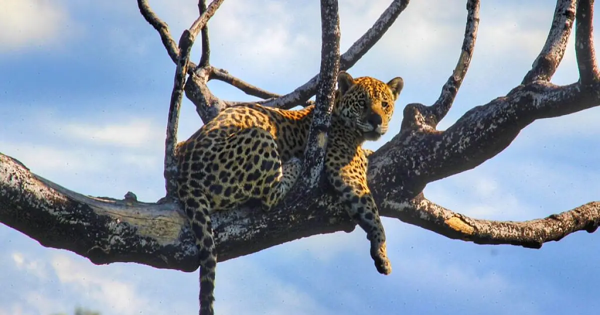 Onça-pintada é flagrada deitada em 'paliteiro' na Serra do Amolar