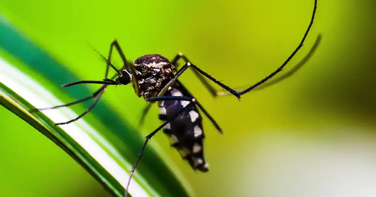 Brasil atinge 1,6 mil mortes confirmadas por dengue