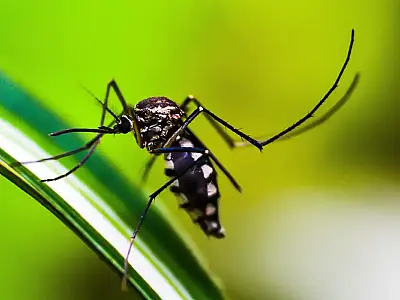 Brasil atinge 1,6 mil mortes confirmadas por dengue