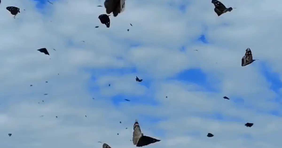 Nuvem de borboletas impressiona com beleza exuberante na Serra do Amolar