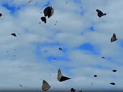 Nuvem de borboletas impressiona com beleza exuberante na Serra do Amolar