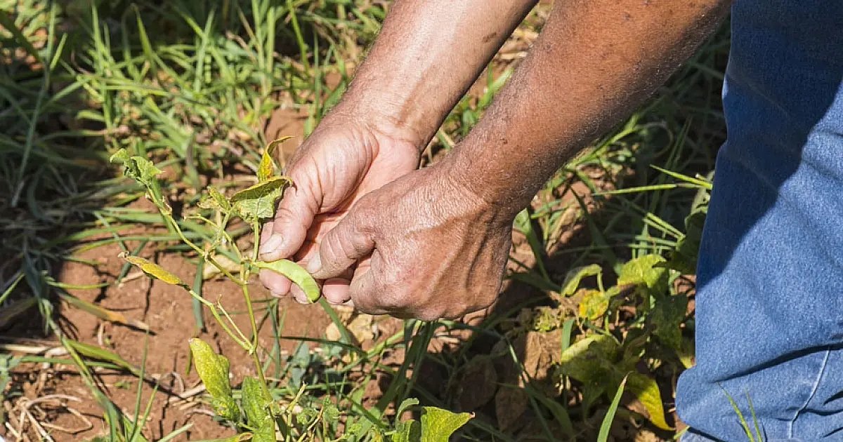 Agricultores familiares da região de Porto Morrinho recebem atendimento de microcrédito
