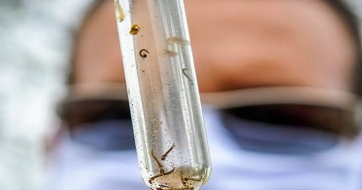 Entenda porque os casos de dengue aumentam no verão