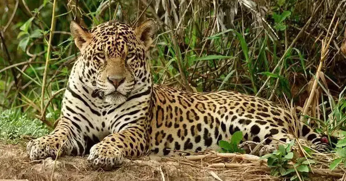 Ação humana reduz habitat da onça-pintada e ameaçam espécie no Pantanal