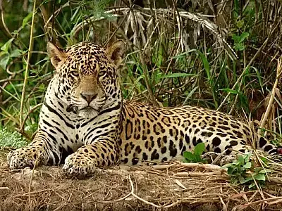 Ação humana reduz habitat da onça-pintada e ameaçam espécie no Pantanal