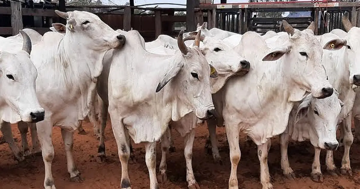 Animais do rebanho bovino da UEMS vão a leilão