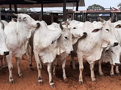 Animais do rebanho bovino da UEMS vão a leilão
