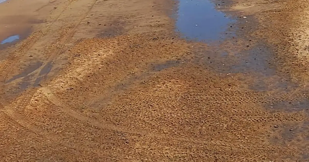 Jipeiros multados em R$ 210 mil degradavam áreas protegidas do Pantanal