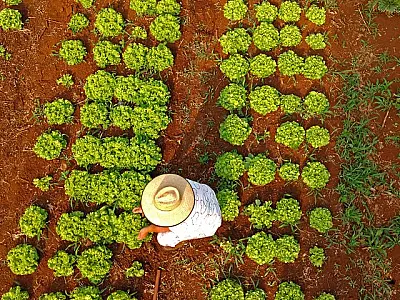 Programa qualificará recém-formados de MS para atuar na agricultura familiar