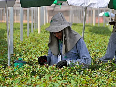 Expansão do eucalipto gera alerta ambiental em MS