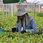 Expansão do eucalipto gera alerta ambiental em MS