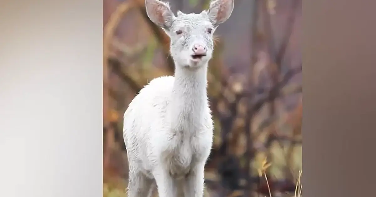 Coberto de cinzas, veado-campeiro albino sobrevive ao fogo no Pantanal