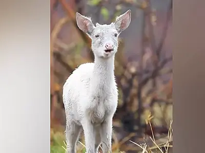 Coberto de cinzas, veado-campeiro albino sobrevive ao fogo no Pantanal