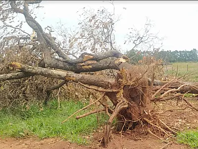 Operação multa sete infratores em R$ 86 mil por derrubada ilegal de árvores