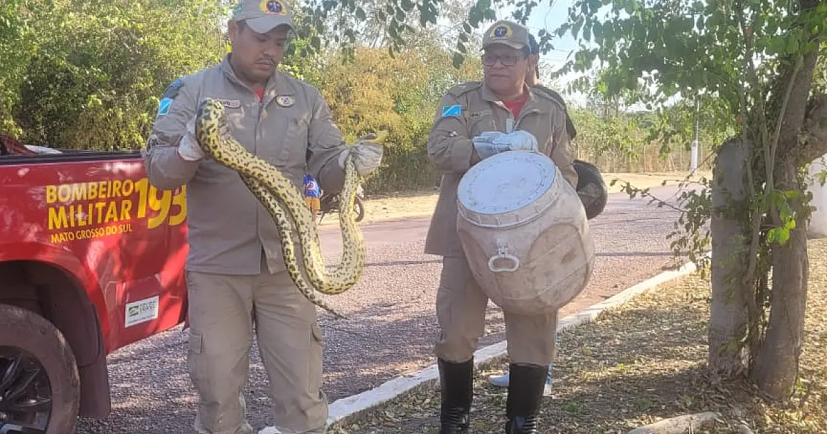 Bombeiros capturam duas serpentes e resgatam cão preso em boca de bolo