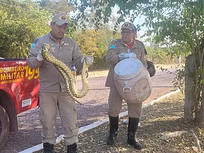 Bombeiros capturam duas serpentes e resgatam cão preso em boca de bolo