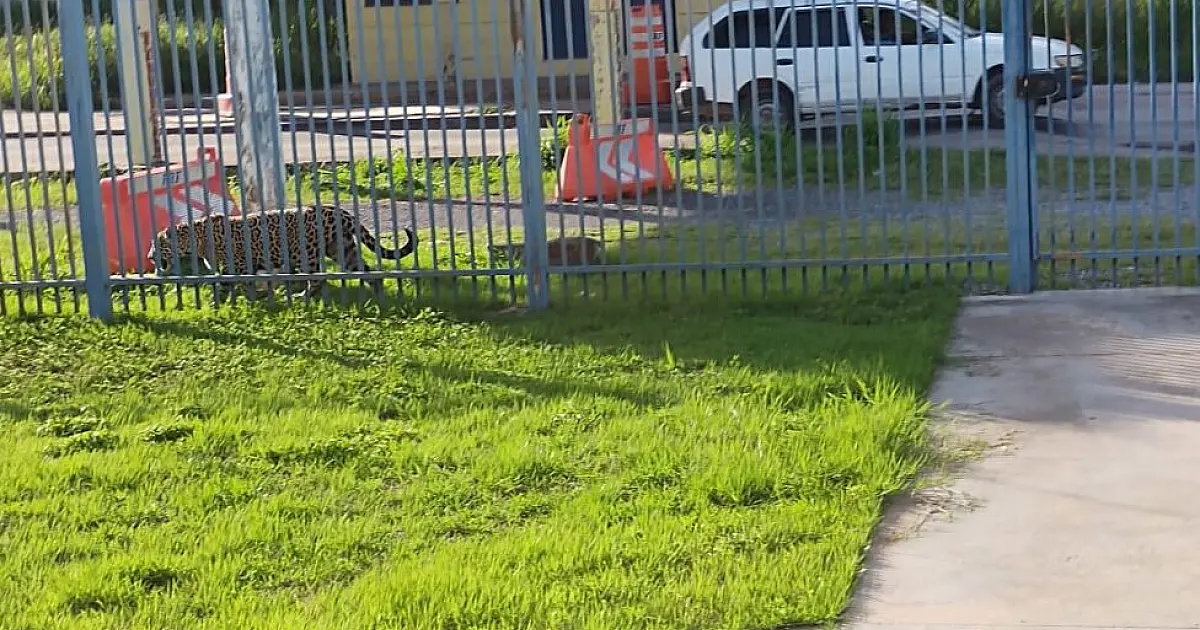 Onça-pintada avistada na PRF de Corumbá acende alerta para condutores