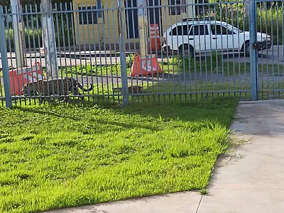 Onça-pintada avistada na PRF de Corumbá acende alerta para condutores
