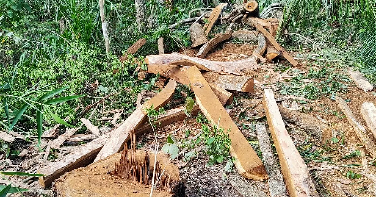 PMA aplica R$ 12 mil em multas por exploração ilegal de madeira em área protegida