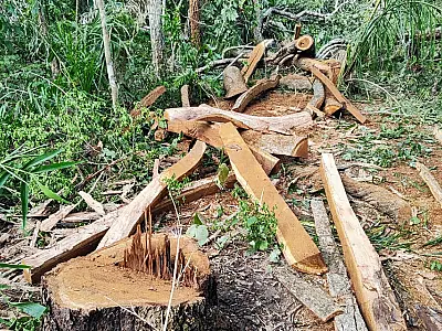 PMA aplica R$ 12 mil em multas por exploração ilegal de madeira em área protegida