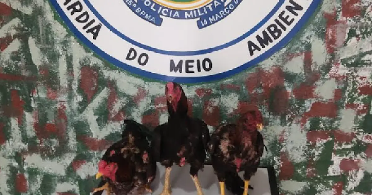 PMA flagra criador de galos de briga durante retorno de competição no Paraguai