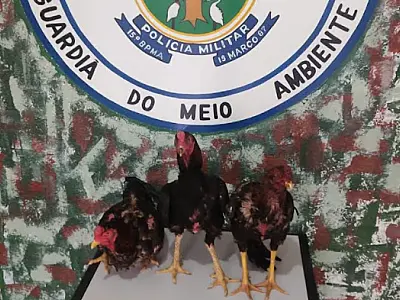 PMA flagra criador de galos de briga durante retorno de competição no Paraguai