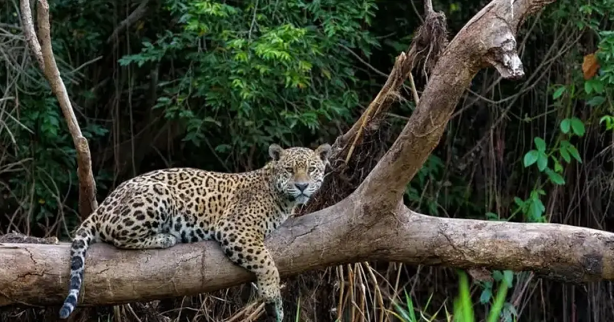 Editais oferecem oportunidade para alavancar ideias de negócio relacionadas ao Cerrado e Pantanal