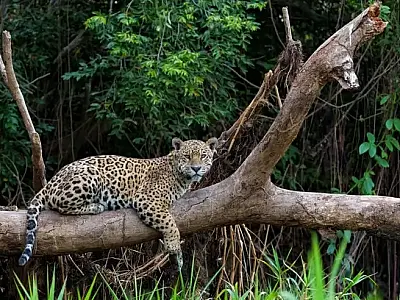 Editais oferecem oportunidade para alavancar ideias de negócio relacionadas ao Cerrado e Pantanal