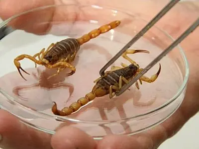 Temperatura elevada aumenta chances de acidentes com escorpiões no Estado