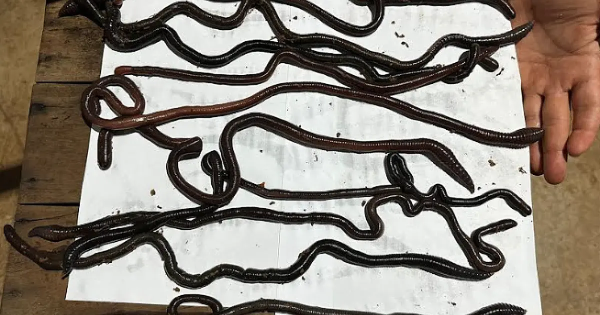 Homem é multado em R$ 5 mil por utilizar minhocoçu em pescaria