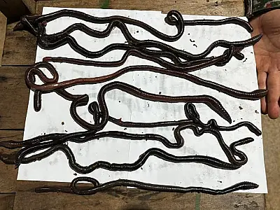 Homem é multado em R$ 5 mil por utilizar minhocoçu em pescaria