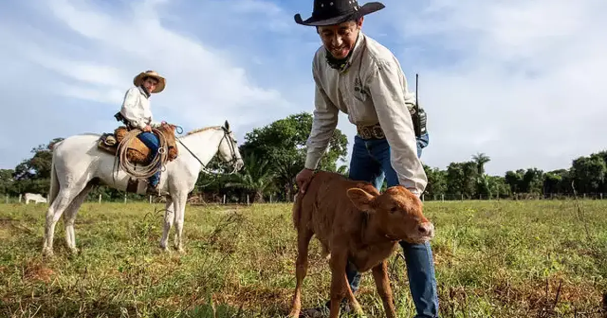 Projeto tenta salvar boi pantaneiro da extinção com fertilização in vitro
