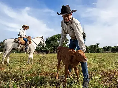 Projeto tenta salvar boi pantaneiro da extinção com fertilização in vitro