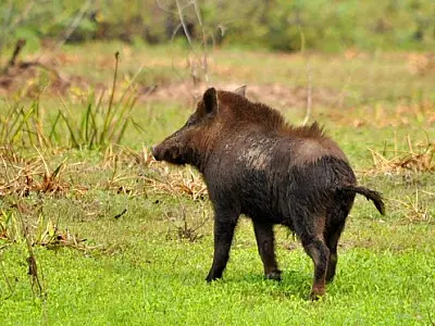 Trabalhador rural atacado por porco monteiro é destaque no plantão dos Bombeiros
