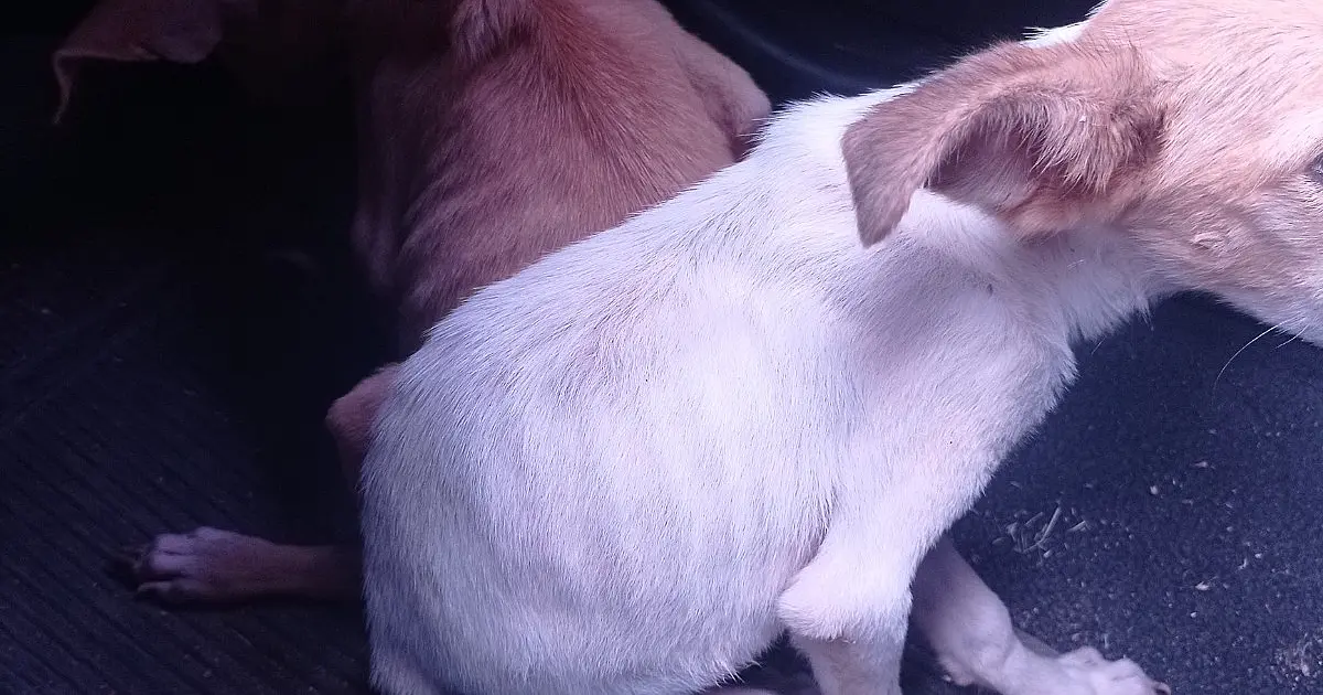 Polícia resgata cães em situação de maus-tratos no Popular Nova