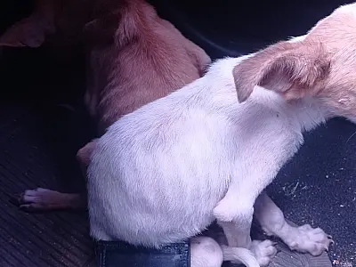 Polícia resgata cães em situação de maus-tratos no Popular Nova