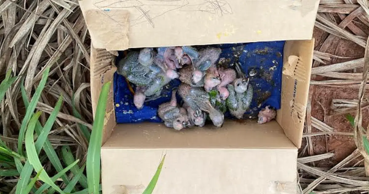 PMA apreende 21 aves e autua traficantes de animais silvestres em R$ 160 mil em 2022