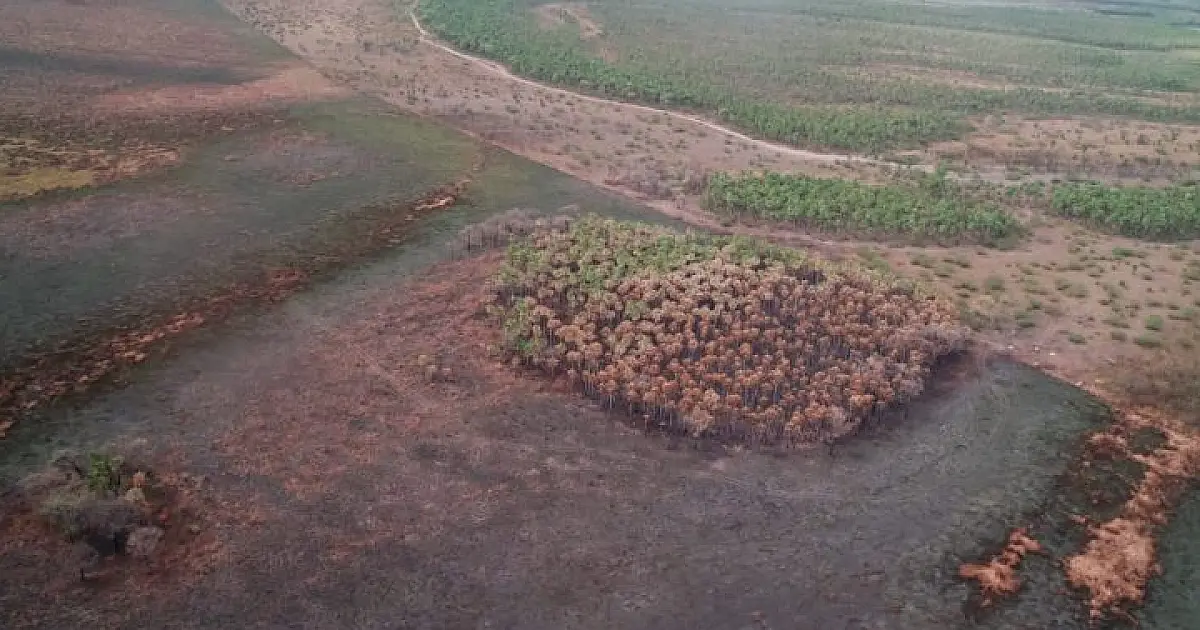 Área queimada já corresponde à 6% do Pantanal de MS